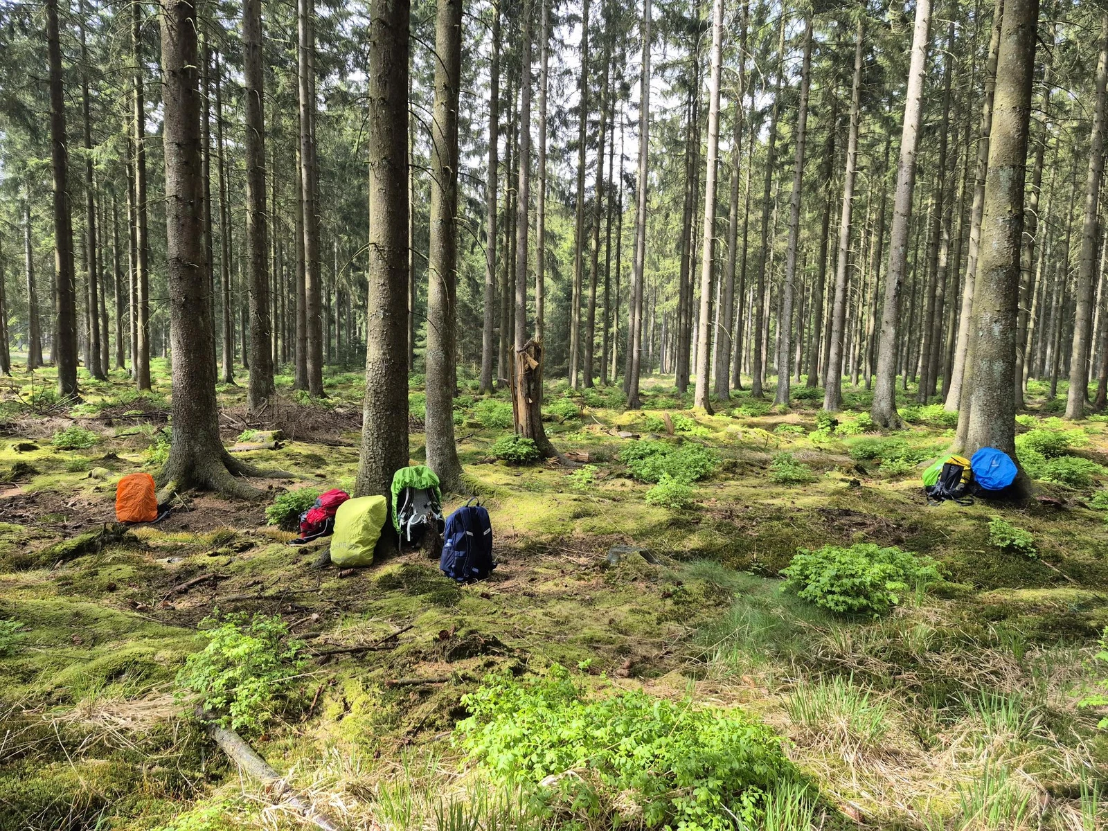 Bunte Rucksäcke stehen auf dem moosigen Waldboden eines lichten Nadelwaldes.